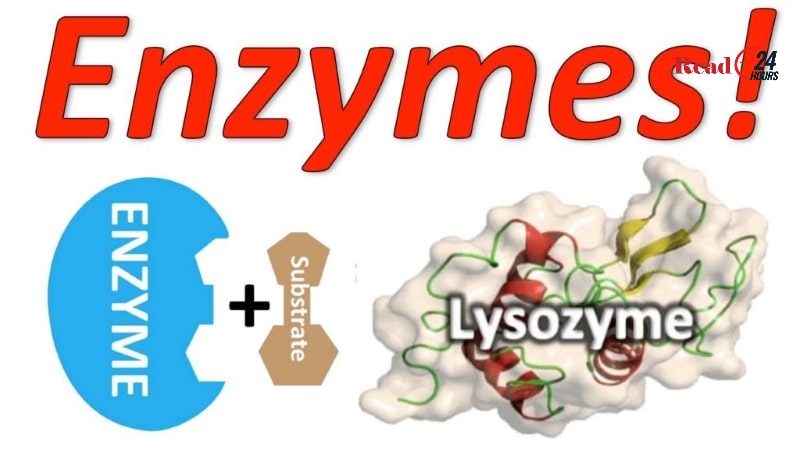 Uống enzyme có tốt không