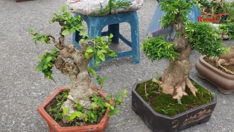 cay-duoi-canh-bonsai-mini