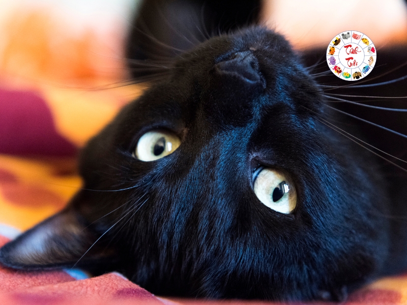 Cao mèo đen là gì