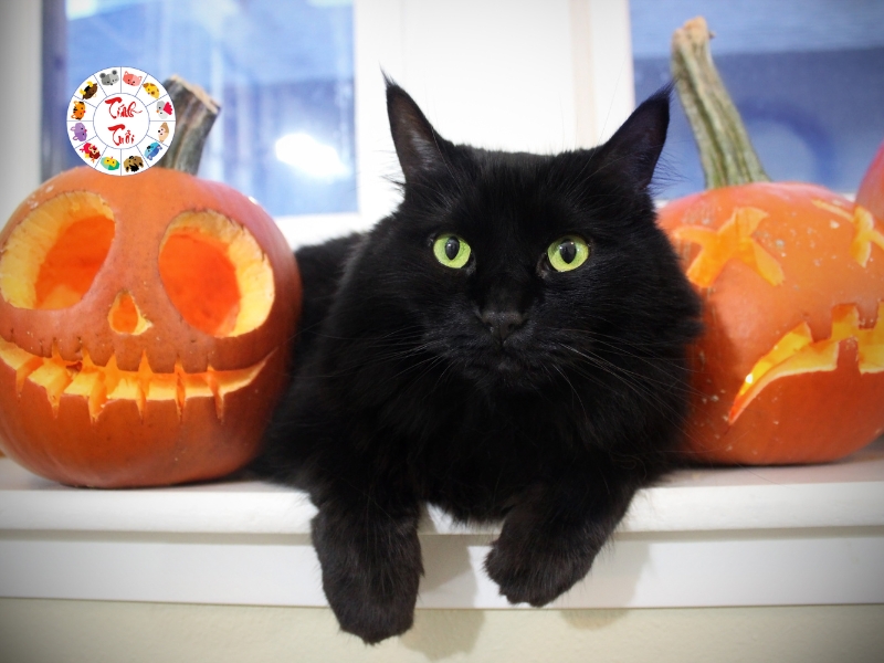 Mèo đen là biểu tượng của Halloween