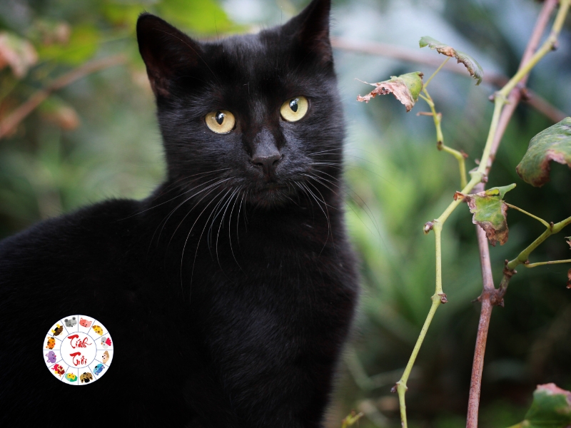 Tìm hiểu về mèo đen